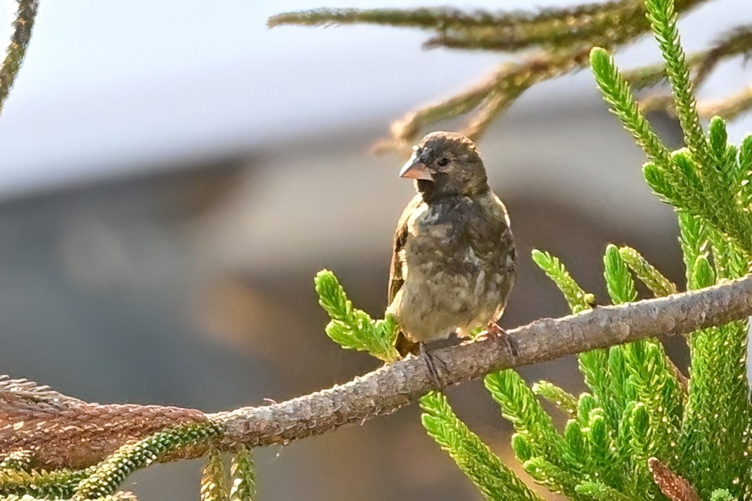 Red Fody - ML644436001