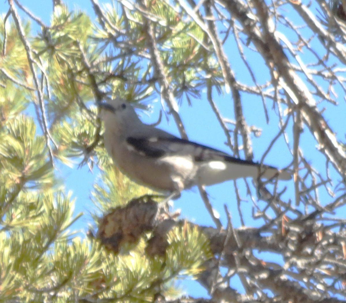 Clark's Nutcracker - ML644436035