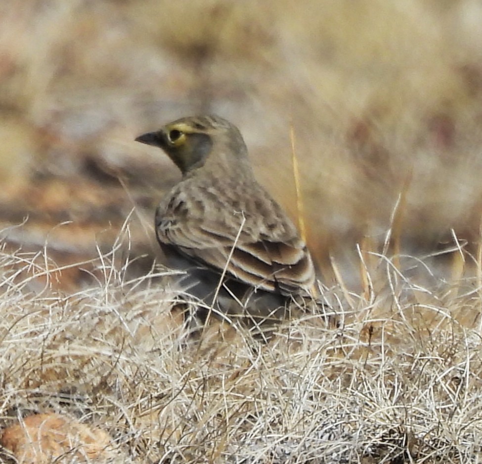 Hegatxabal adarduna - ML644436043