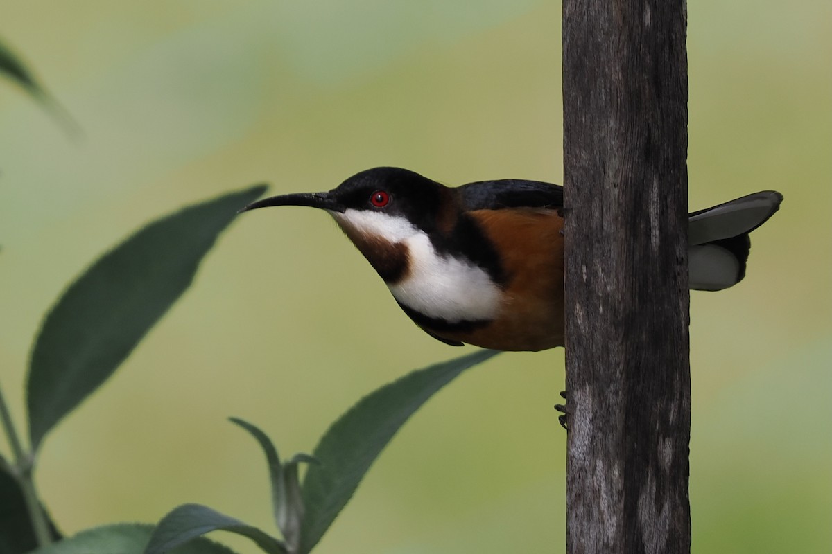 Eastern Spinebill - ML644436044
