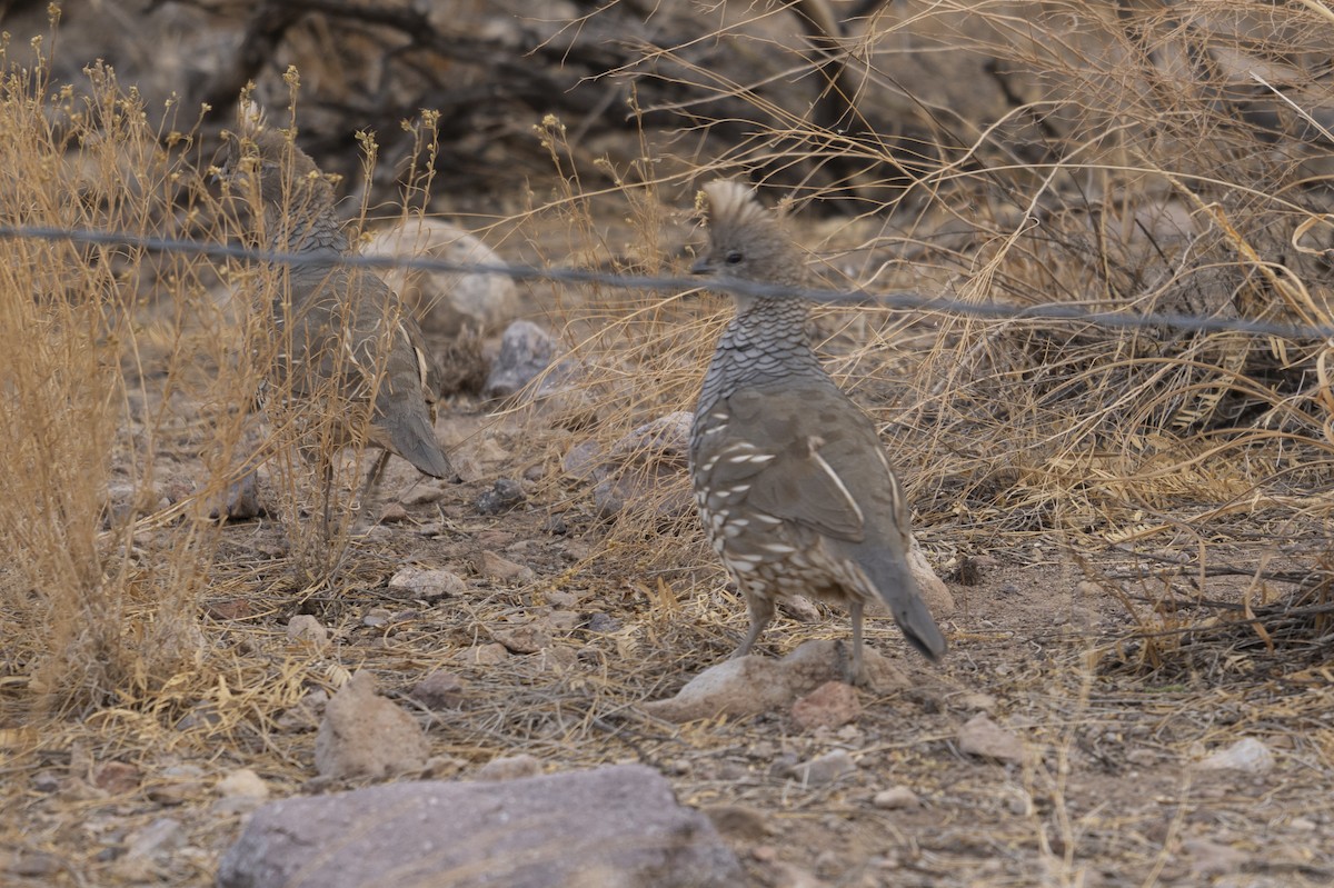 Scaled Quail - ML644436051