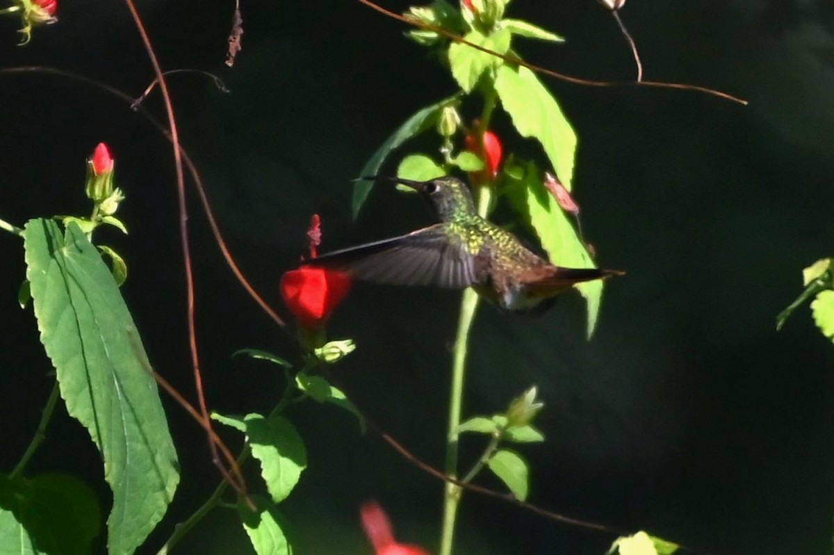 yucatánkolibri - ML644436074