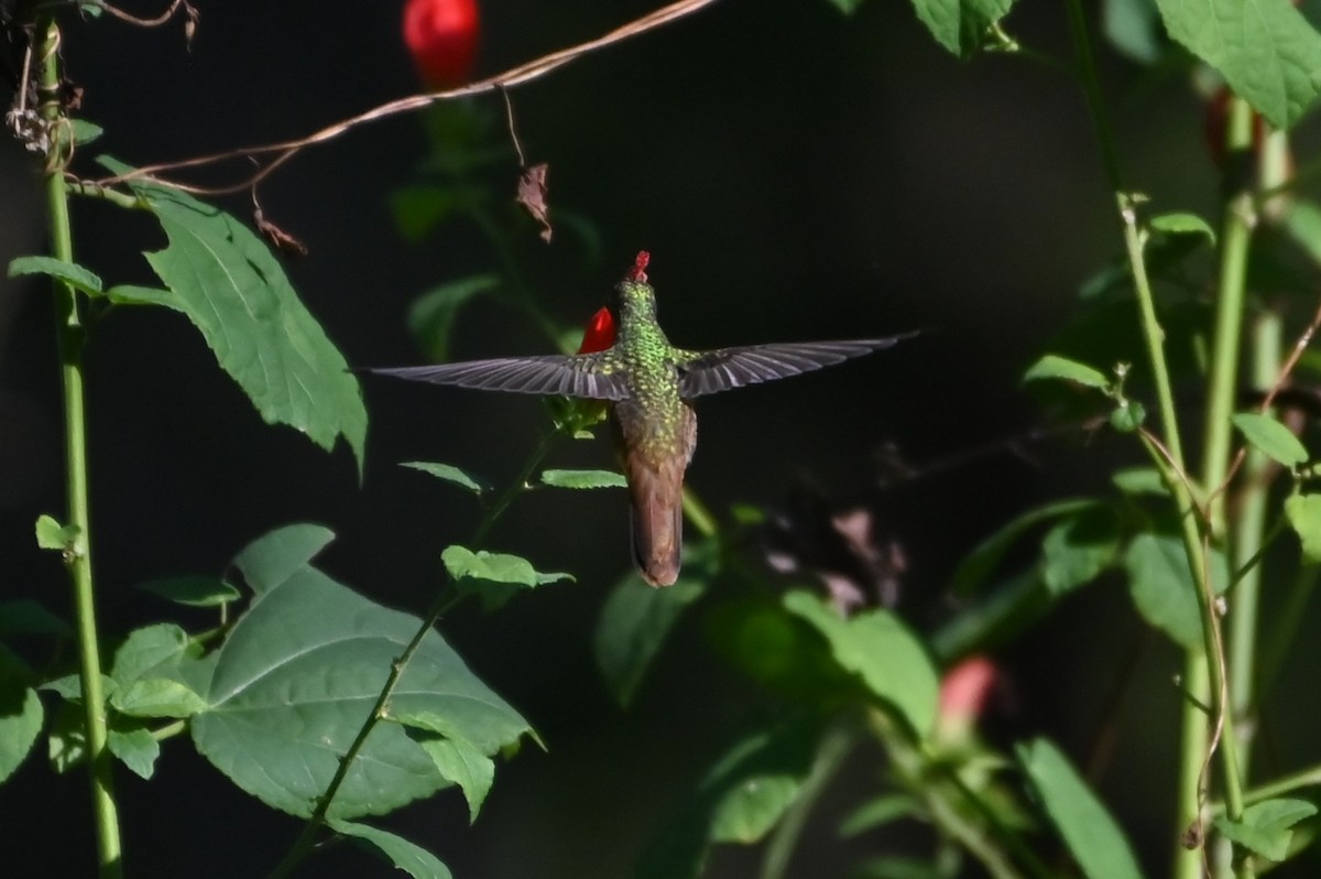 yucatánkolibri - ML644436075