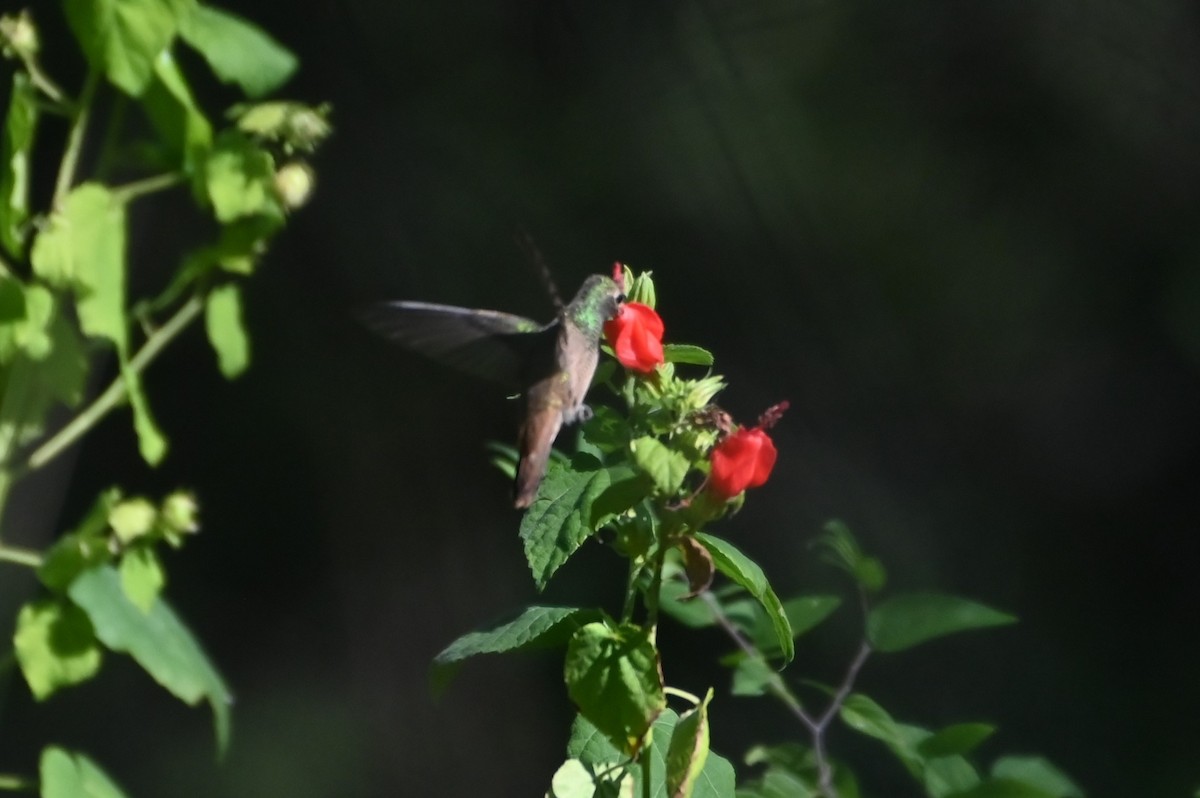 yucatánkolibri - ML644436076