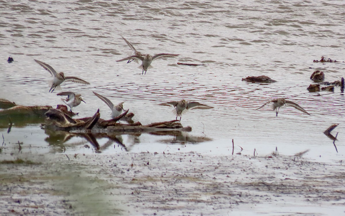 myrsnipe - ML644436079