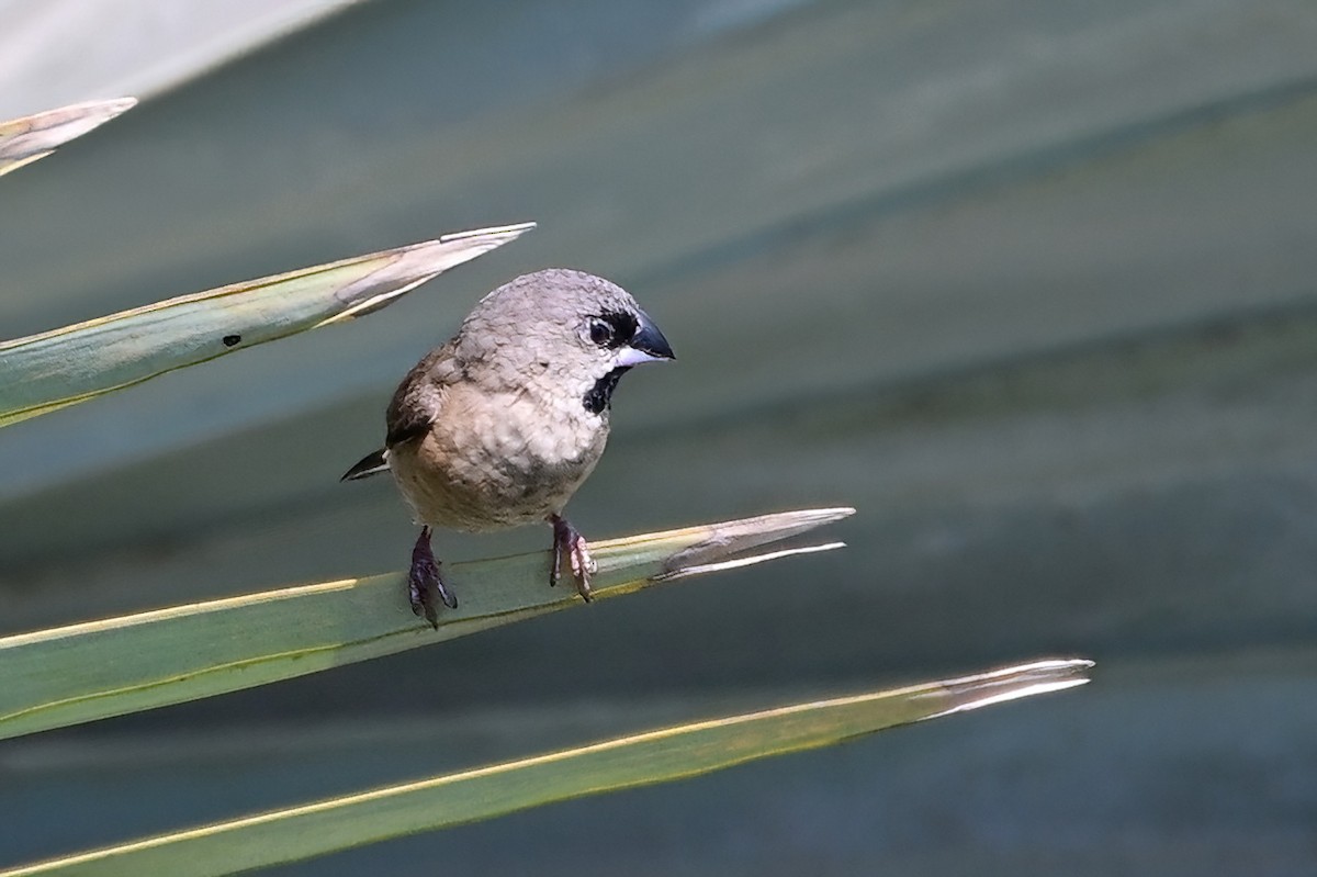 Madagascar Munia - ML644436082