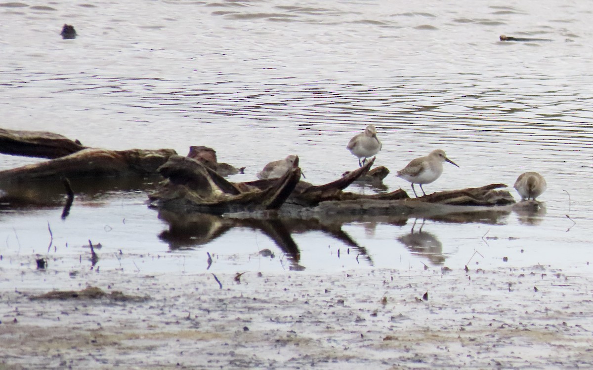 myrsnipe - ML644436085