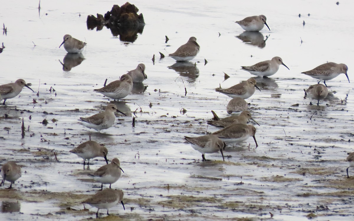 myrsnipe - ML644436087