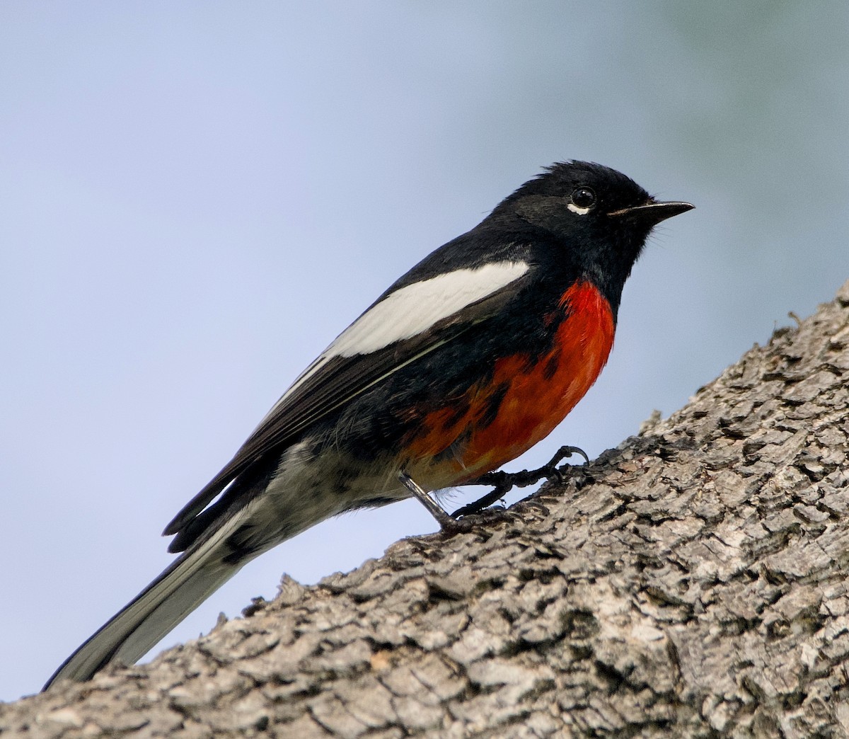 Painted Redstart - ML644436092