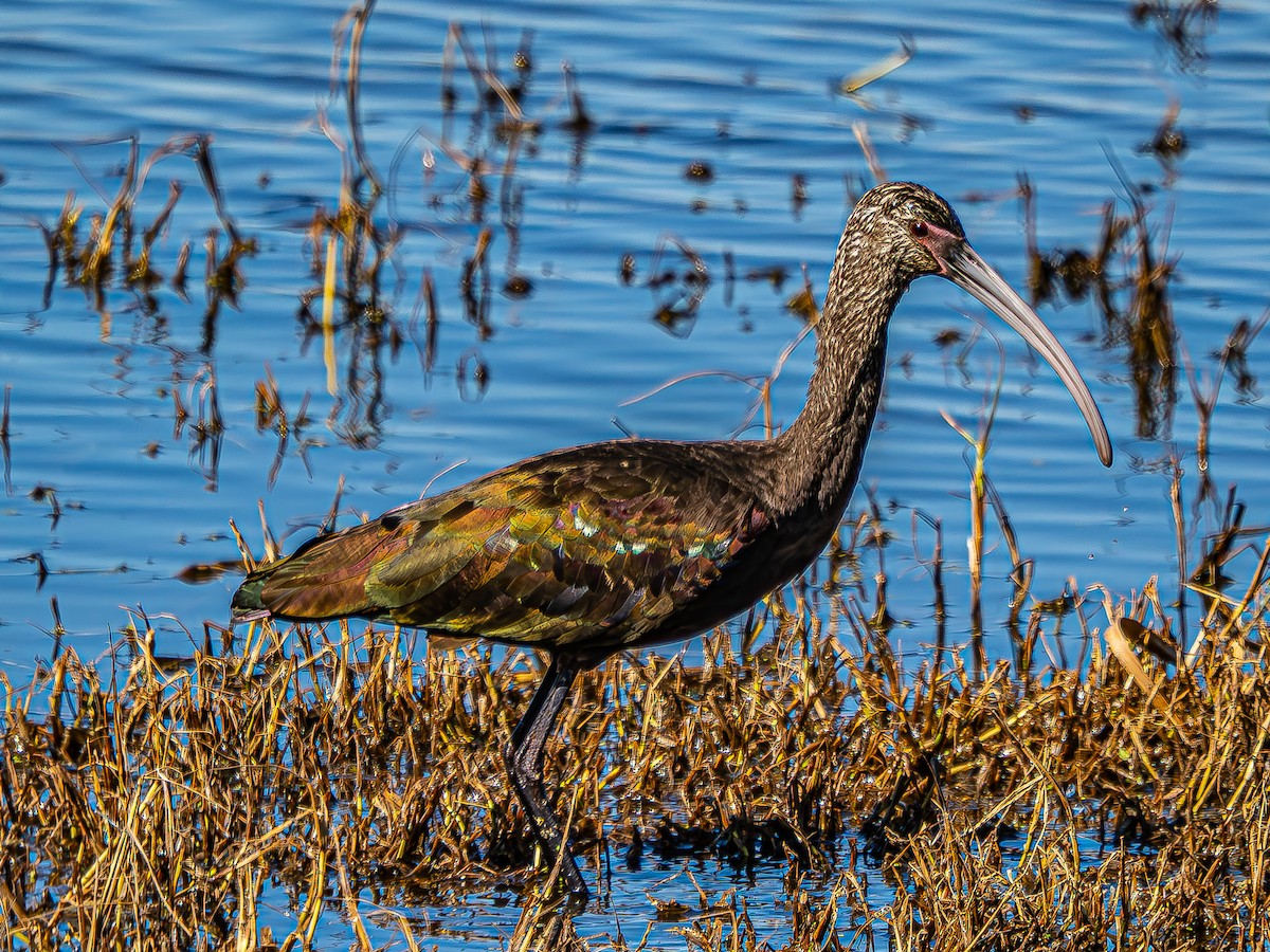 Glossy x White-faced Ibis (hybrid) - ML644436101