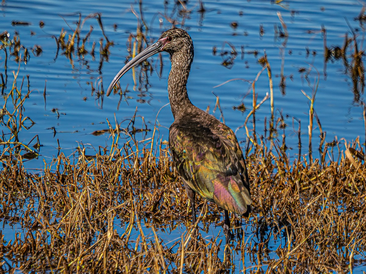 Glossy x White-faced Ibis (hybrid) - ML644436102