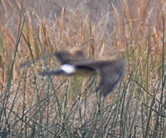 Aguilucho de Hudson - ML644436104