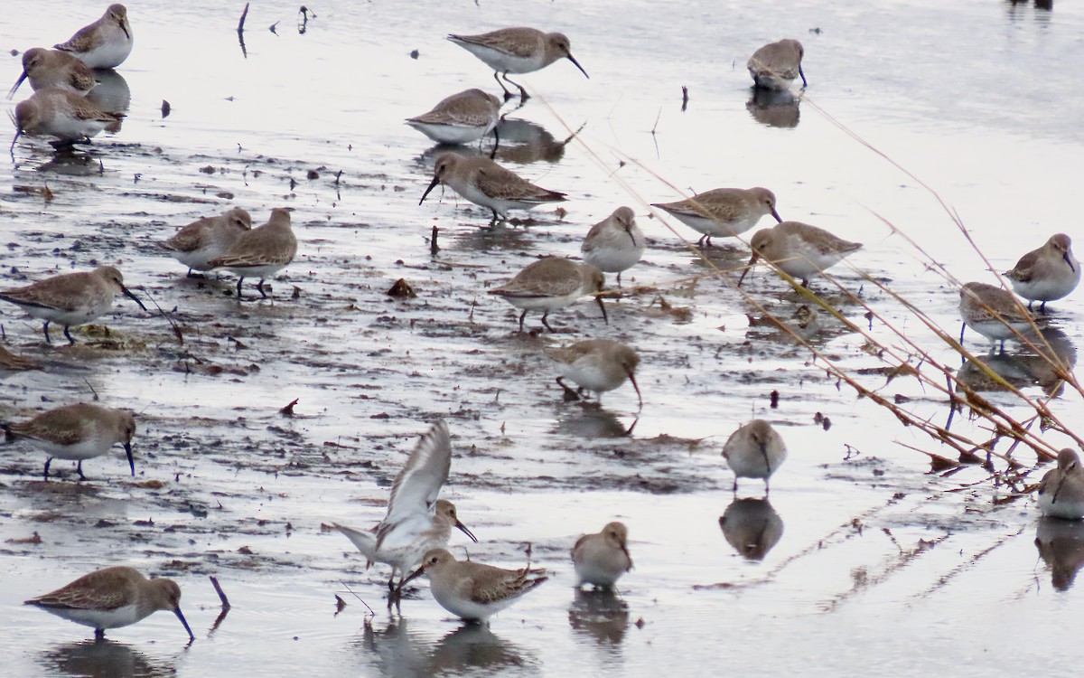 myrsnipe - ML644436106