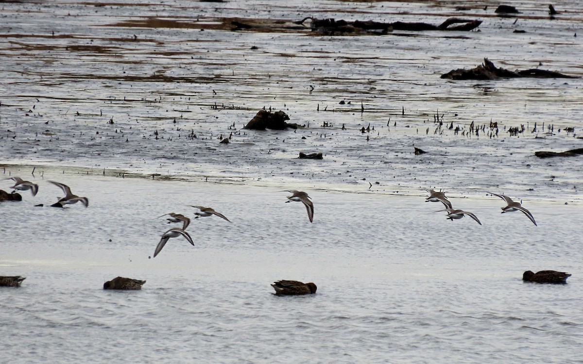 myrsnipe - ML644436112