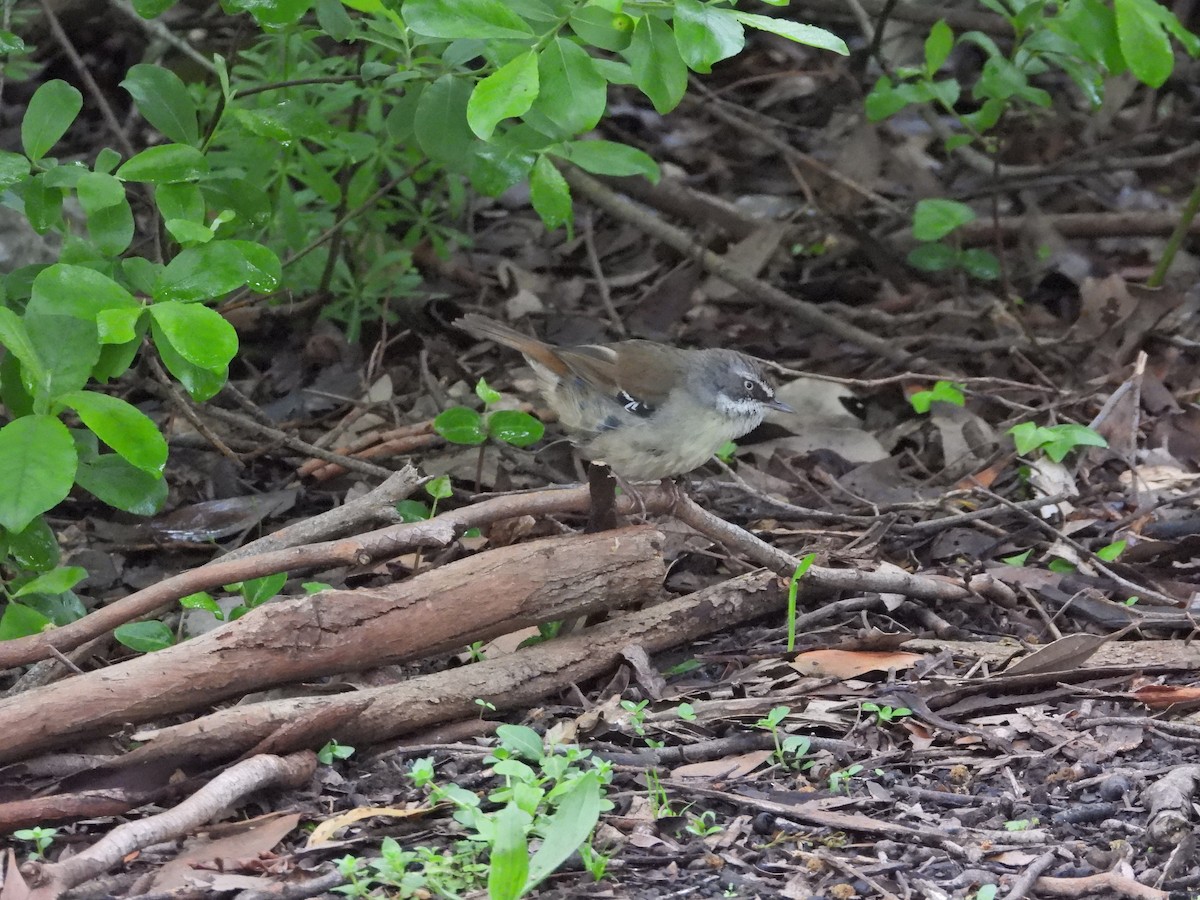 White-browed Scrubwren - ML644436113