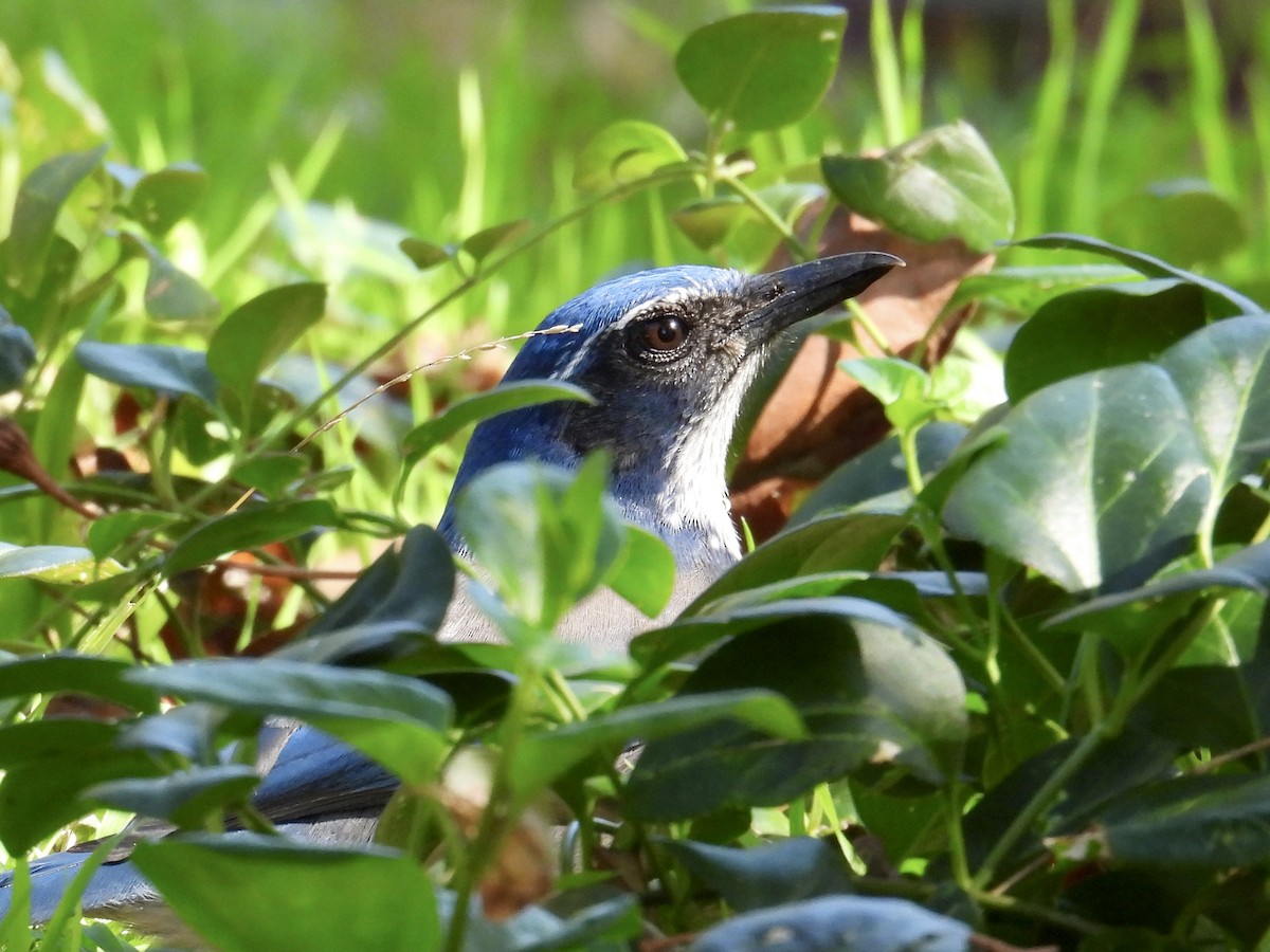 California Scrub-Jay - ML644436114