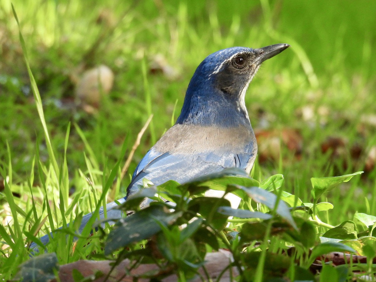 California Scrub-Jay - ML644436115