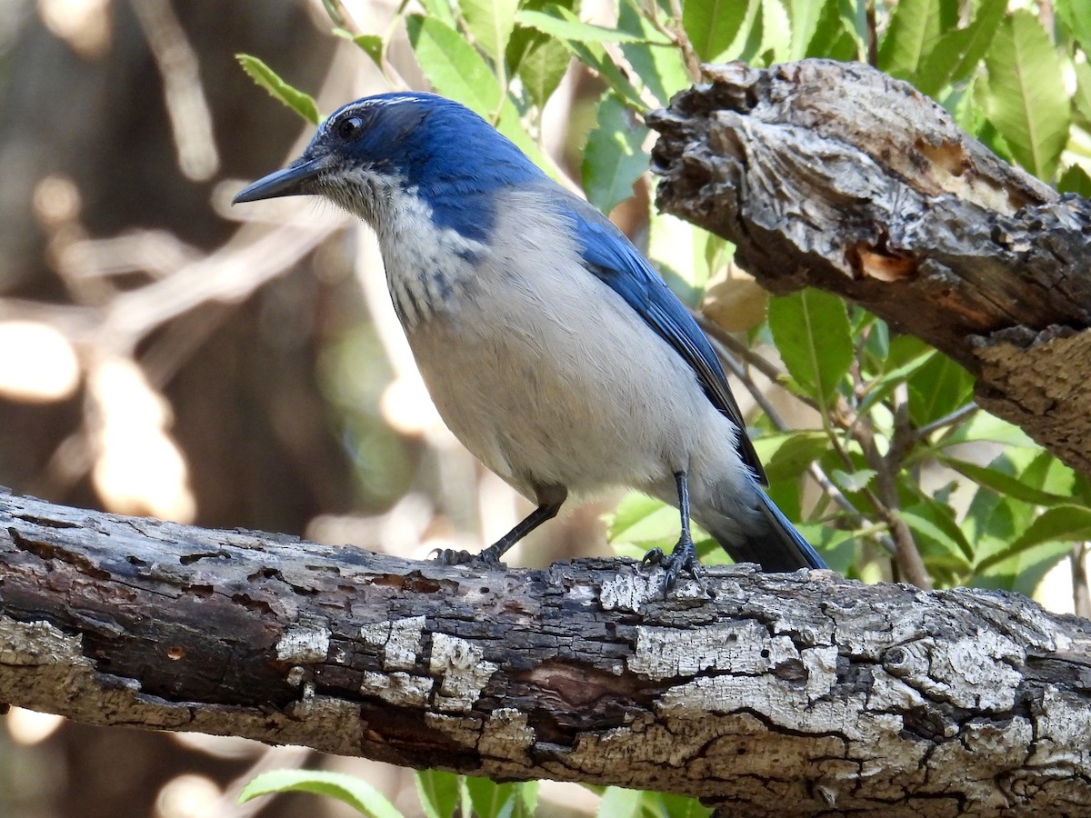 California Scrub-Jay - ML644436116