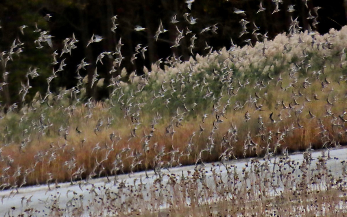 myrsnipe - ML644436131