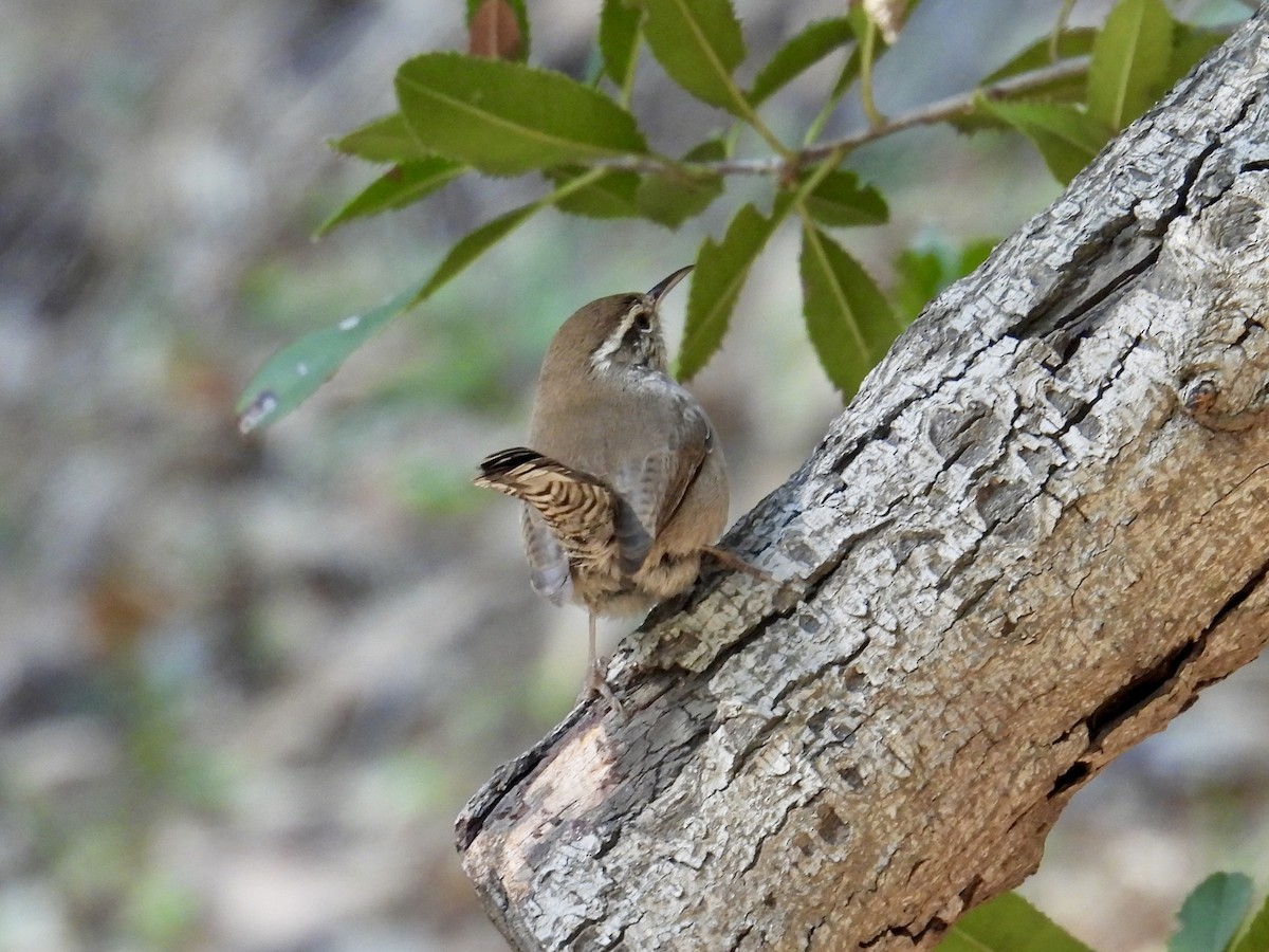 Troglodyte de Bewick - ML644436134