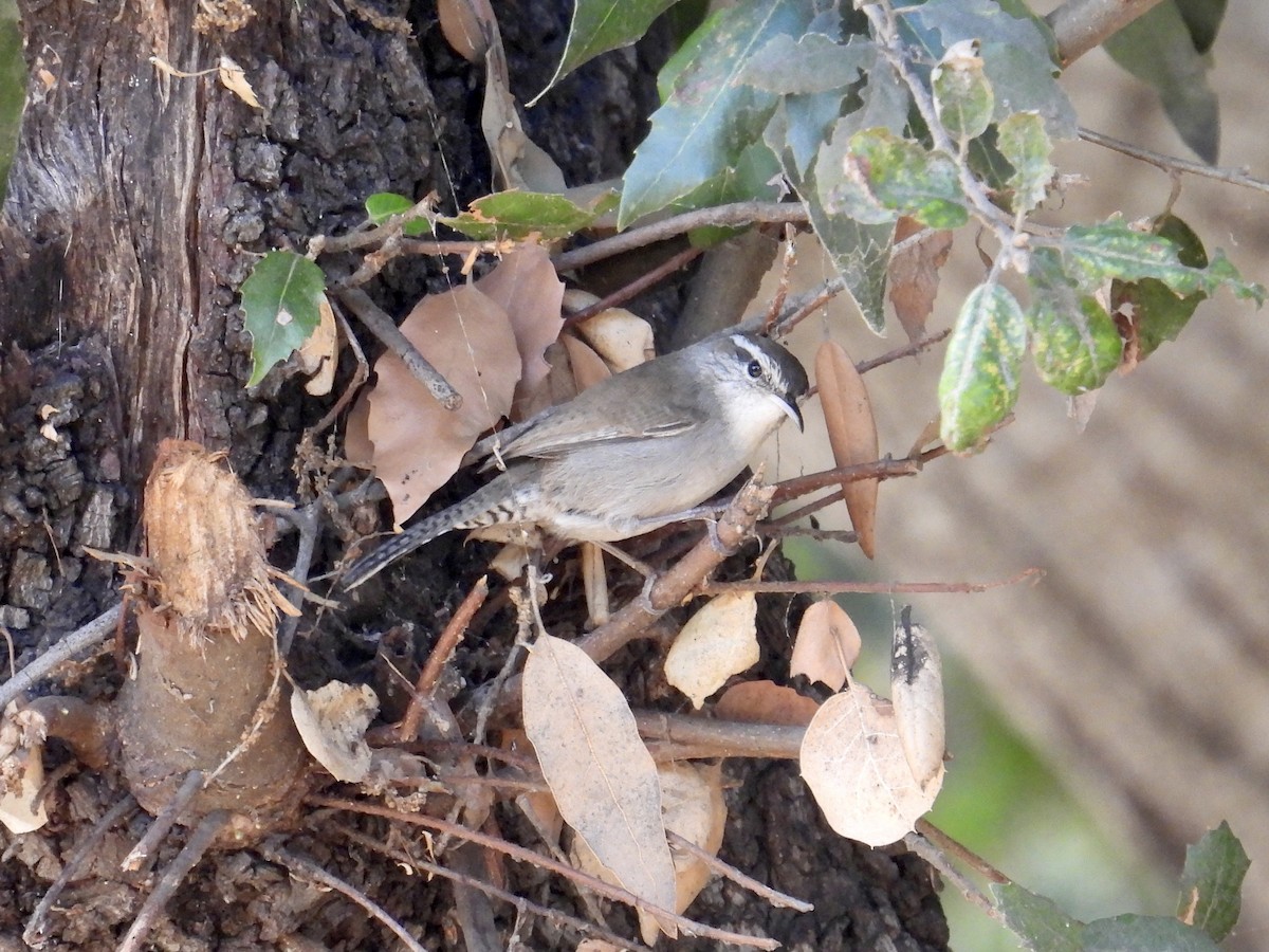 Troglodyte de Bewick - ML644436135