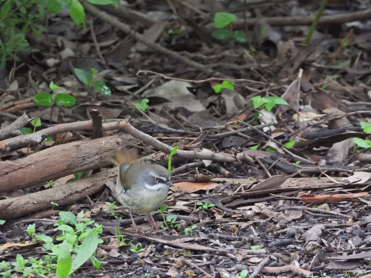White-browed Scrubwren - ML644436136
