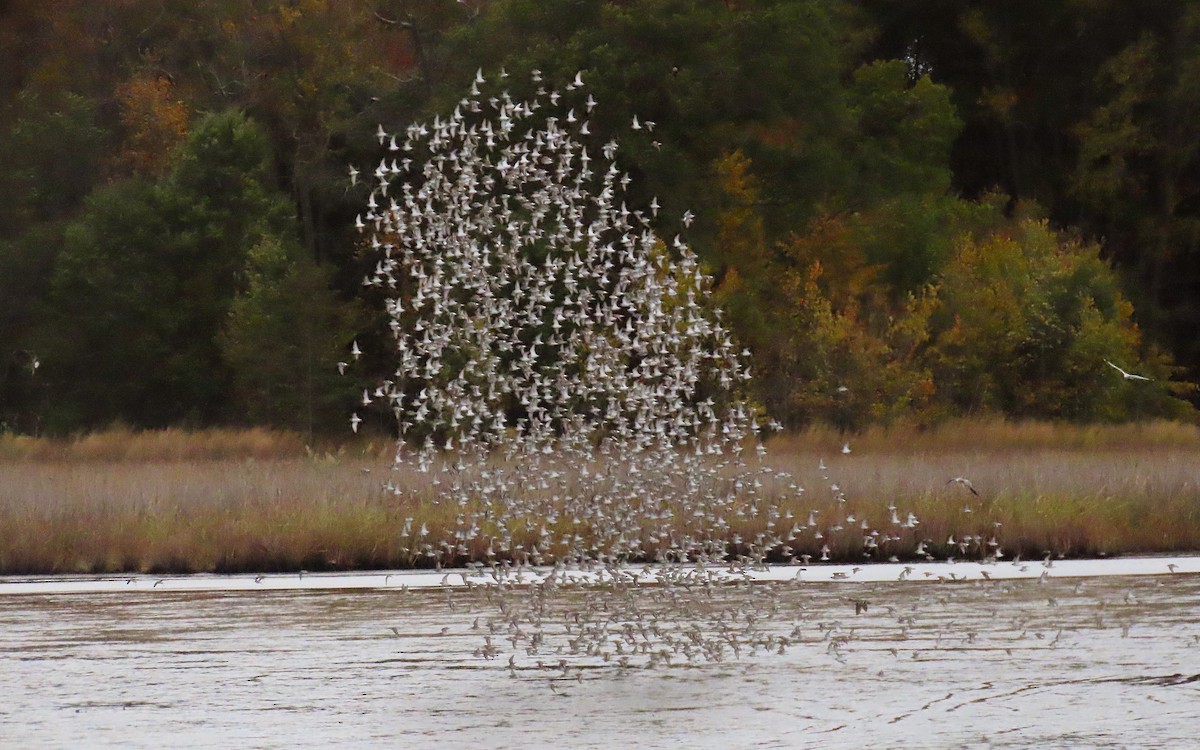 myrsnipe - ML644436137