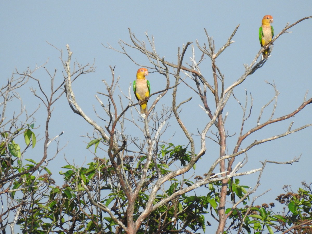 White-bellied Parrot - ML644436138