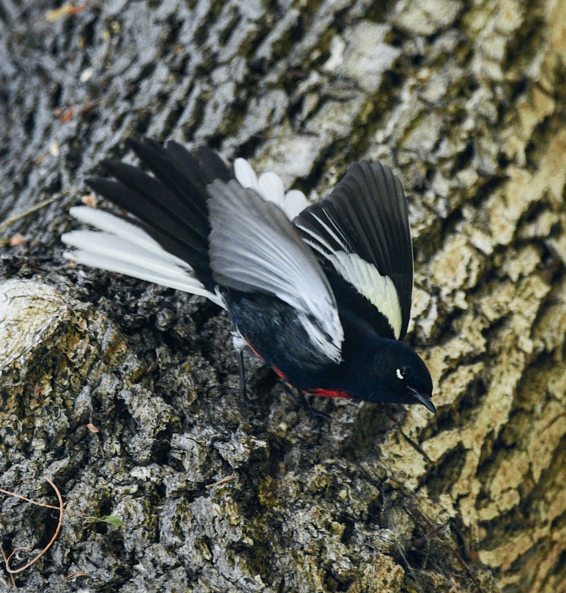 Painted Redstart - ML644436139