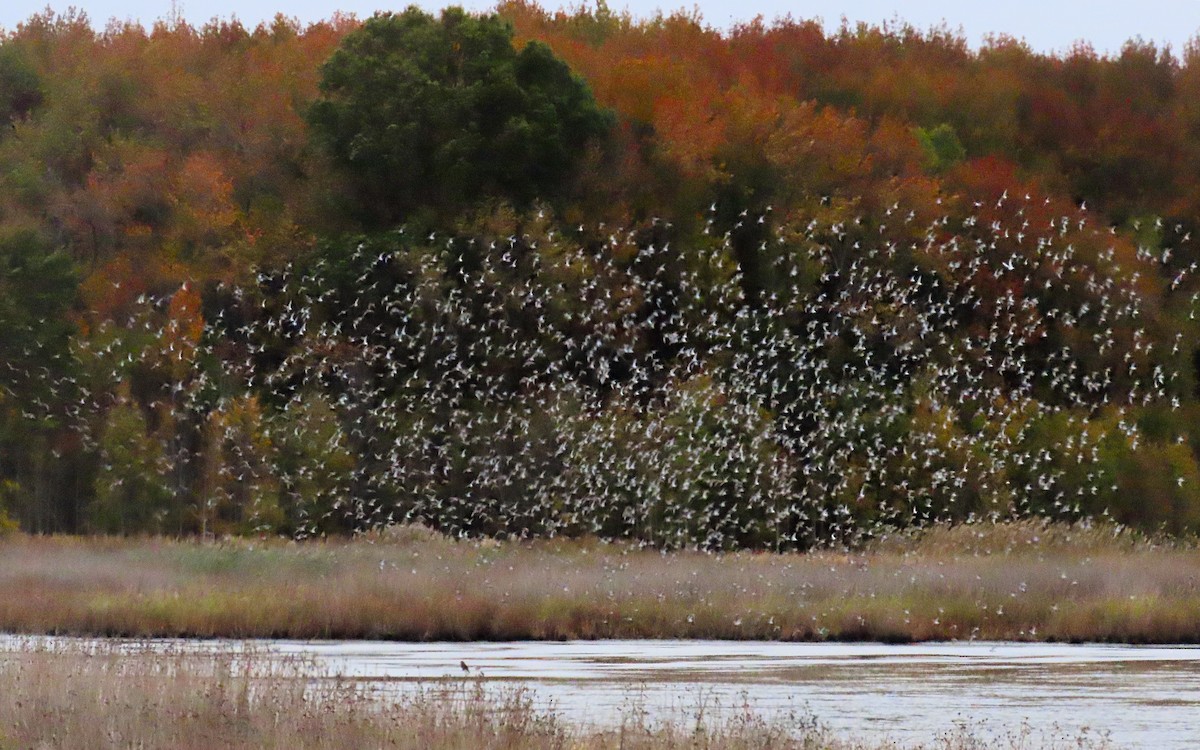 myrsnipe - ML644436141