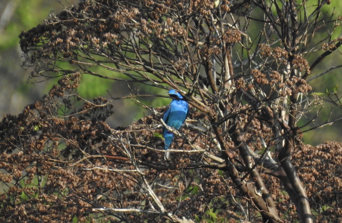 Plum-throated Cotinga - ML644436143