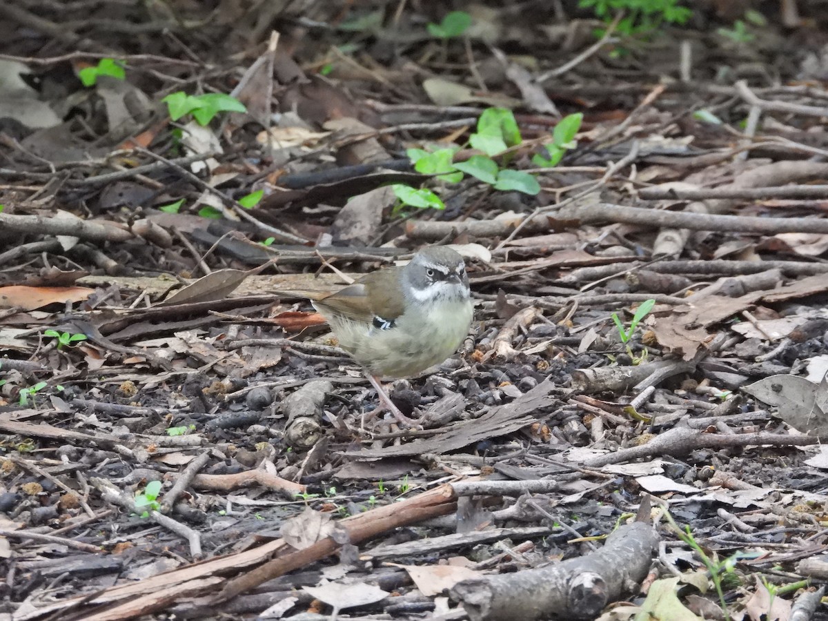 White-browed Scrubwren - ML644436144