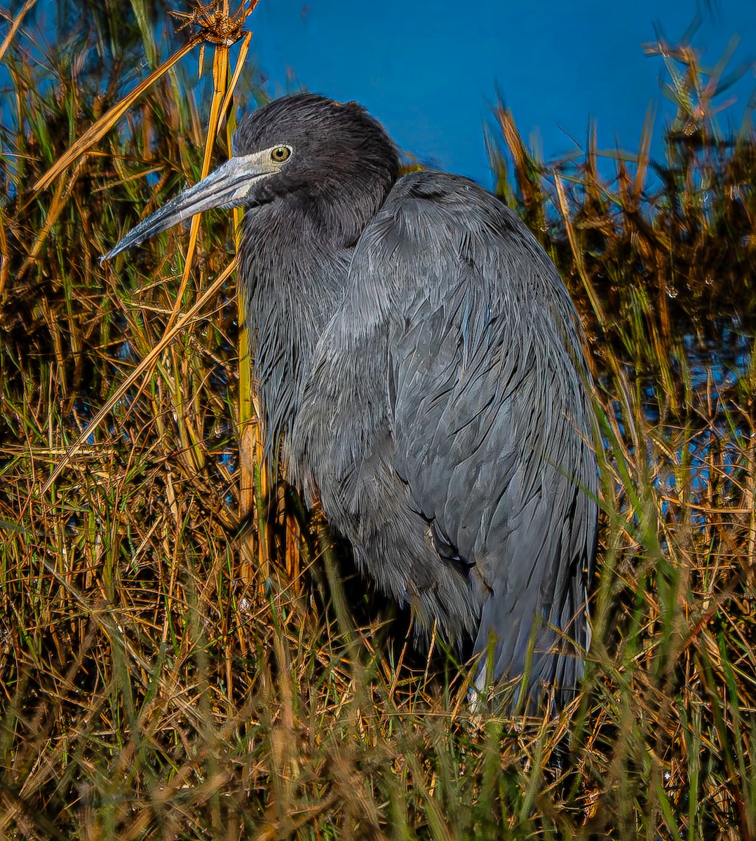 Little Blue Heron - ML644436145
