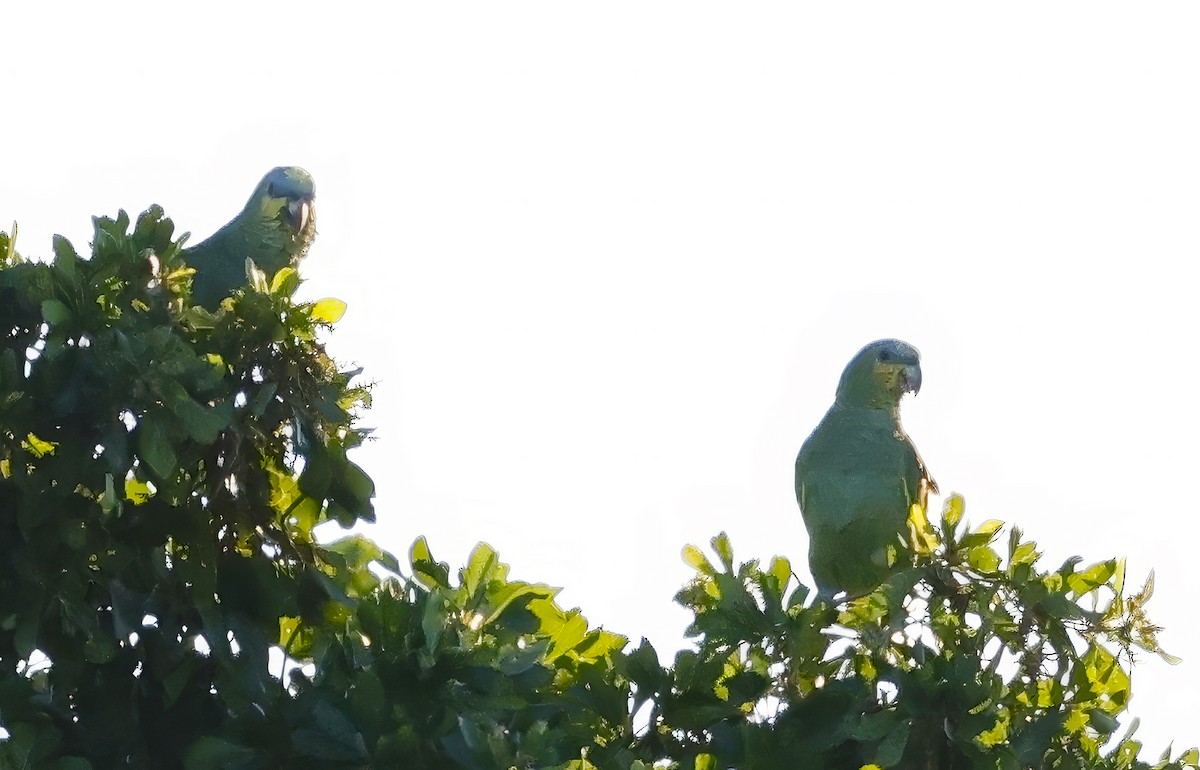 Orange-winged Amazon - ML644436146