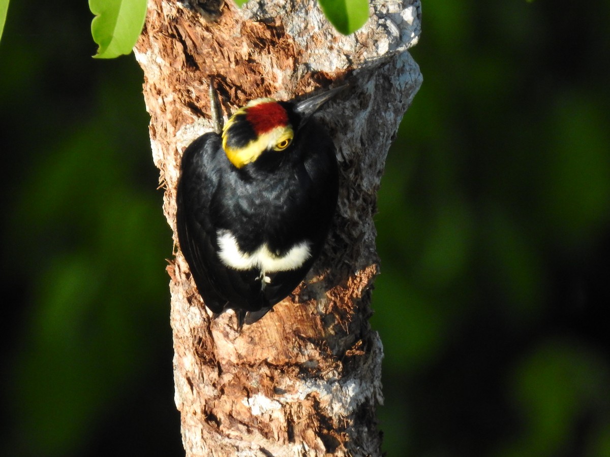 Pic à chevron d'or - ML644436148