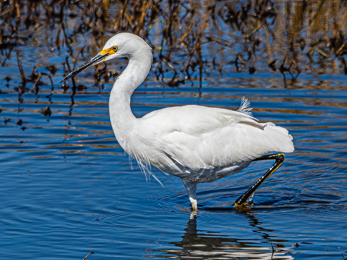 Snowy Egret - ML644436149