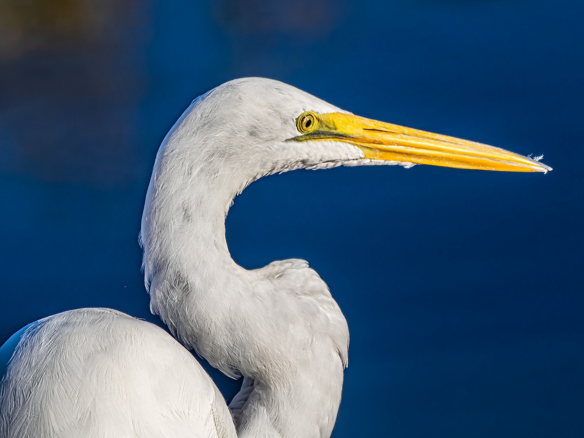 大白鷺 - ML644436153