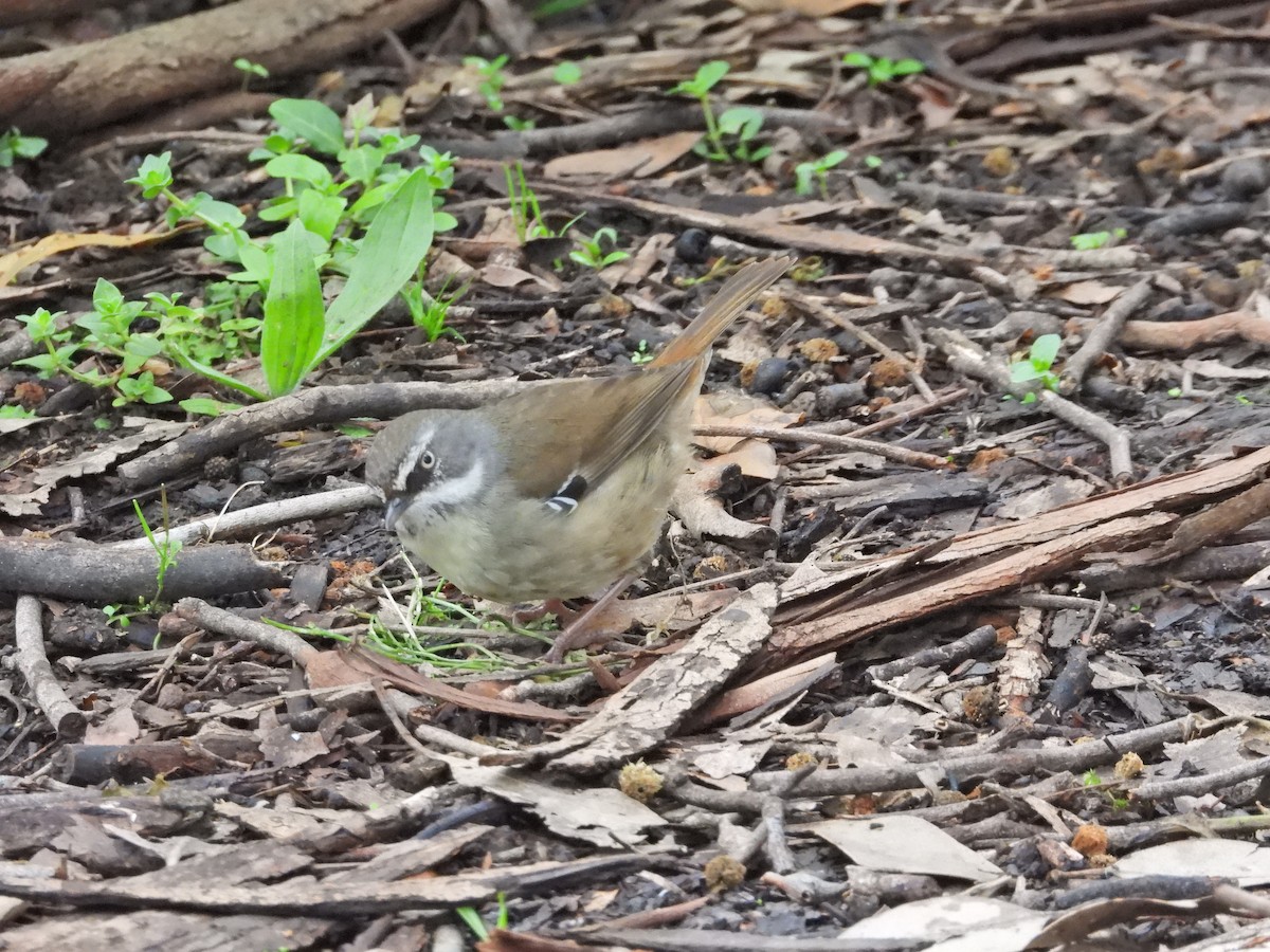 White-browed Scrubwren - ML644436154