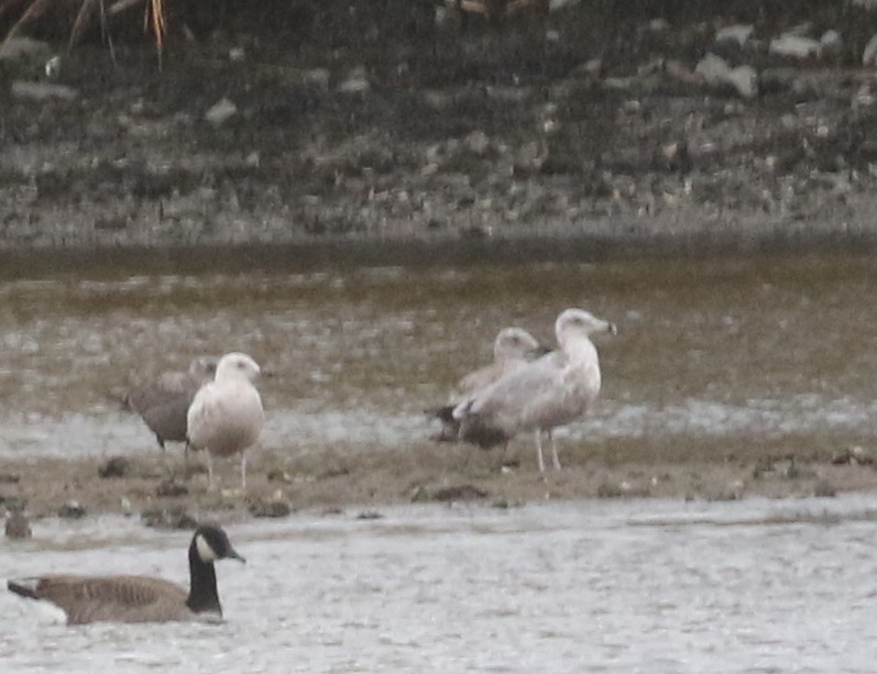 アイスランドカモメ - ML644436155