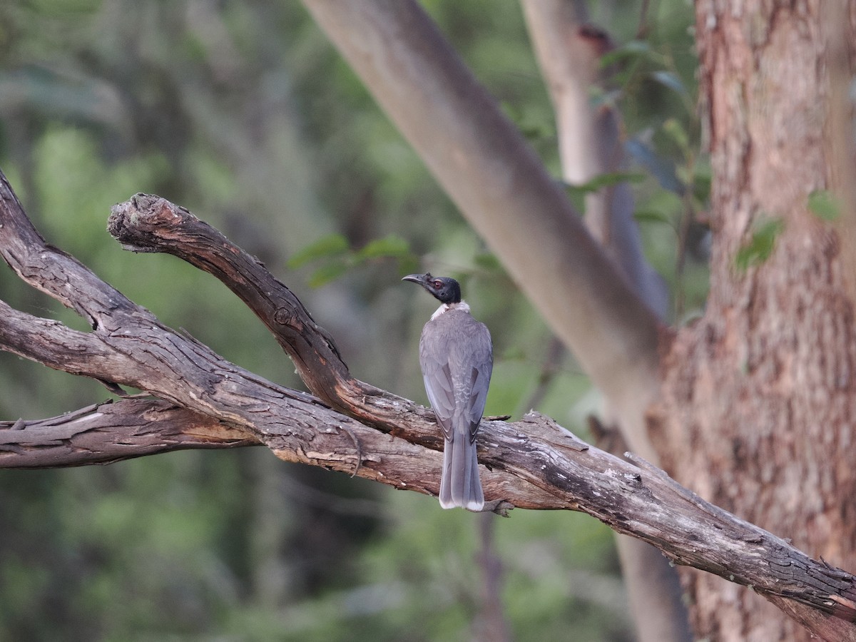Noisy Friarbird - ML644436156