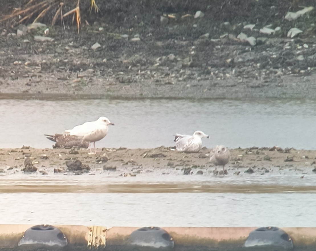 アイスランドカモメ - ML644436160