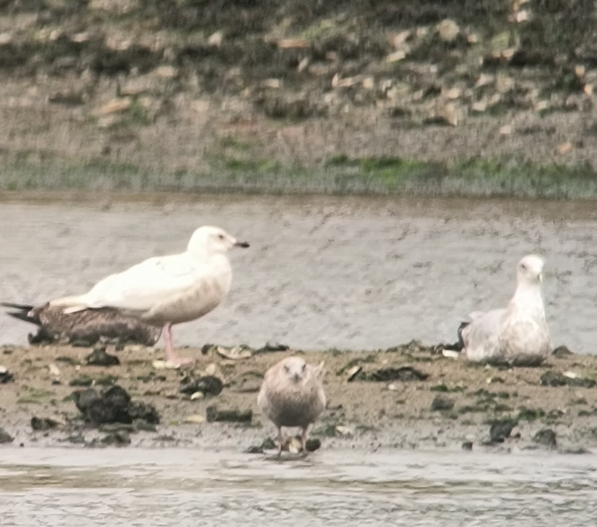 アイスランドカモメ - ML644436163