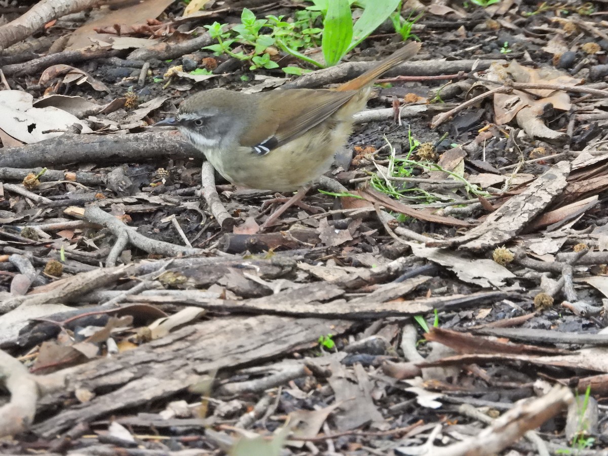 White-browed Scrubwren - ML644436164