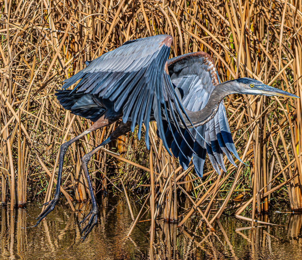 Great Blue Heron - ML644436171