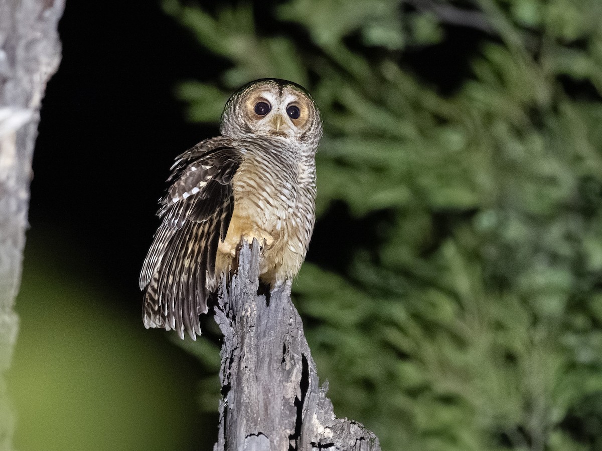 puštík rezavonohý - ML644436172