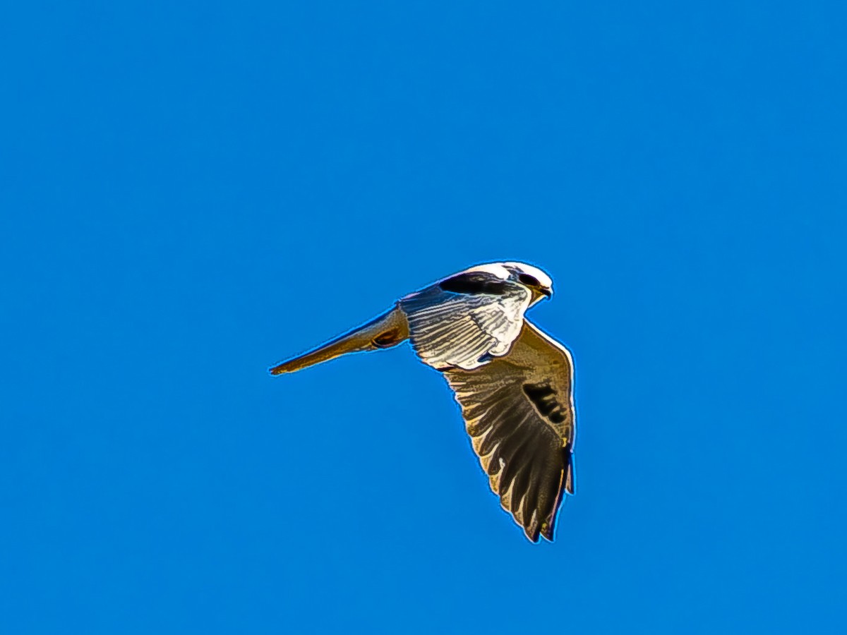 White-tailed Kite - ML644436173
