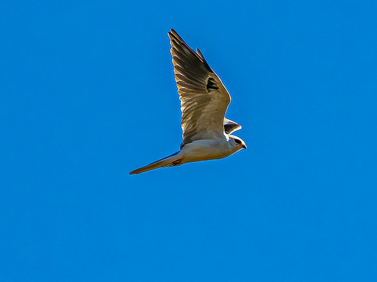 White-tailed Kite - ML644436174