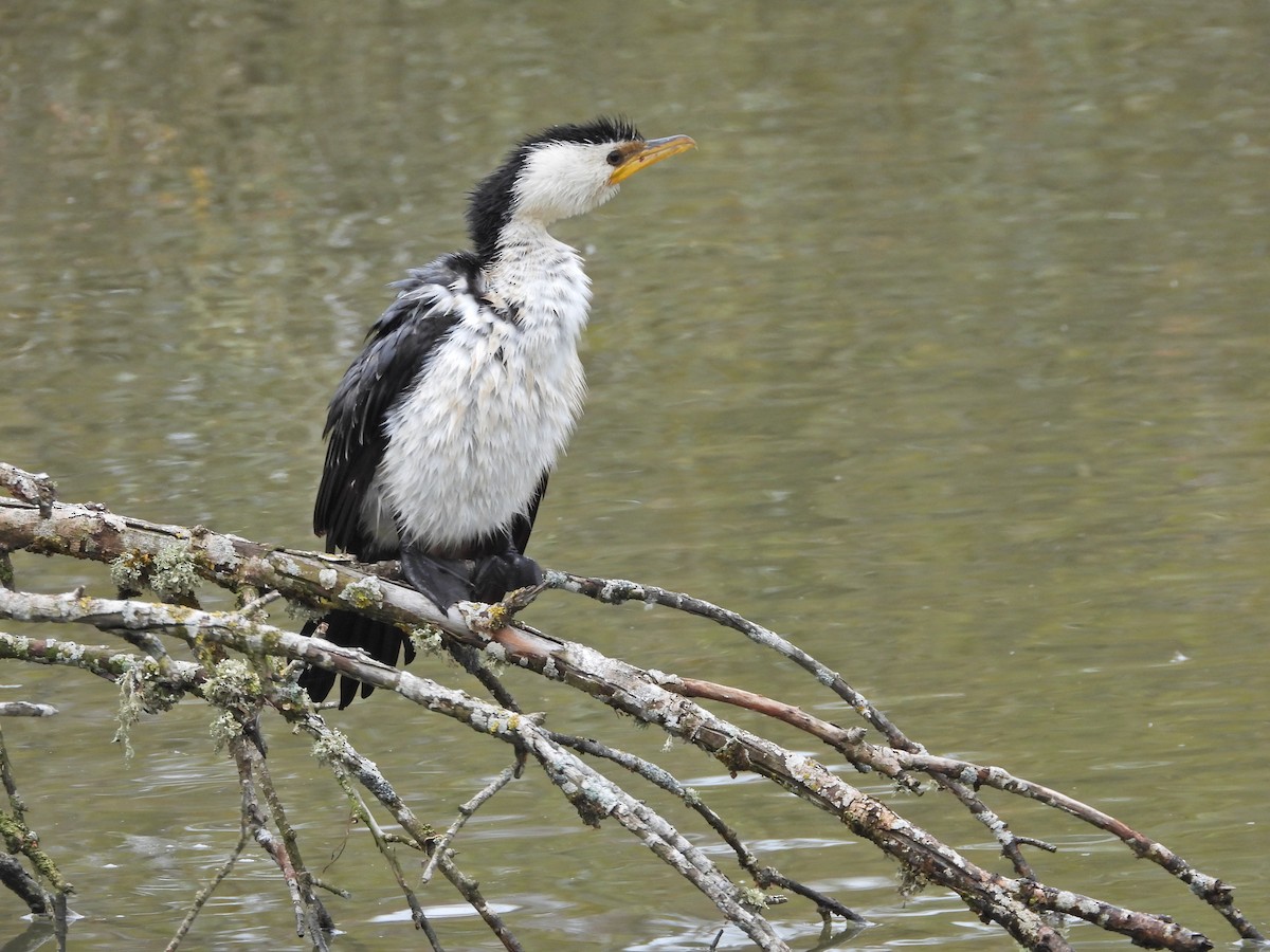 Баклан строкатий - ML644436183