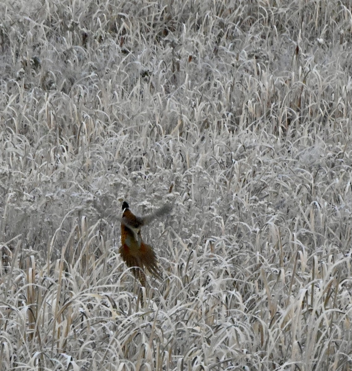 Фазан звичайний - ML644436189