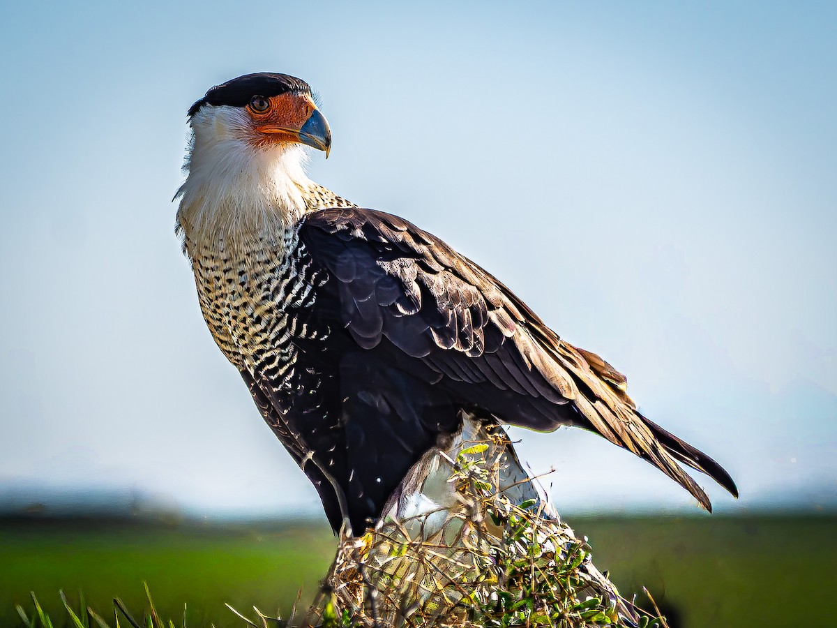 Crested Caracara - ML644436190